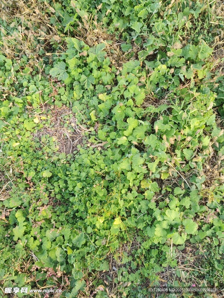 翠綠繁茂的地面植物景觀