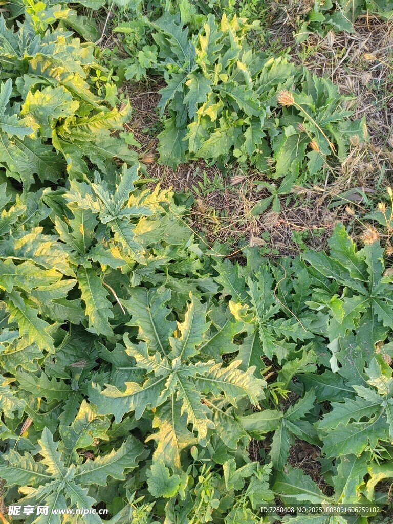 綠葉植物景觀