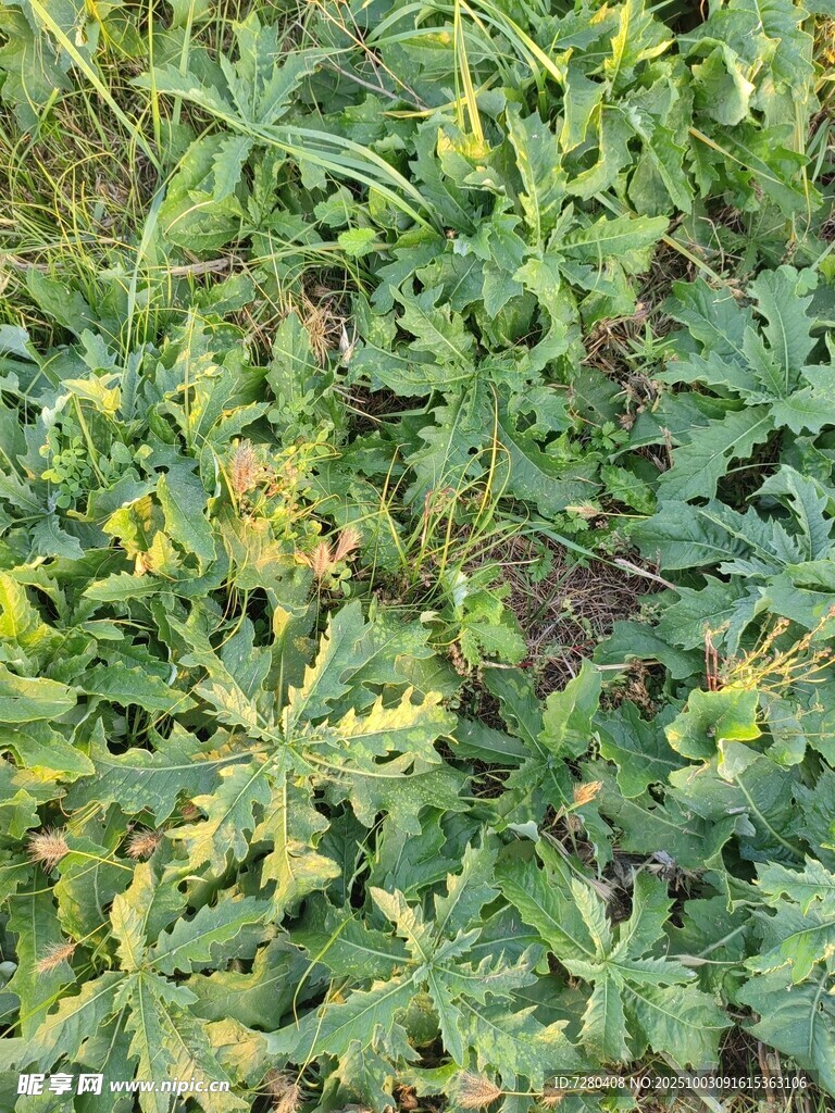 綠色植物景觀