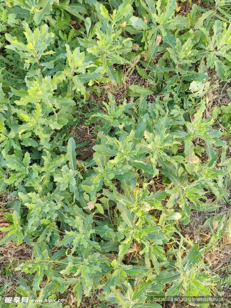 嫩綠繁茂的植物景觀