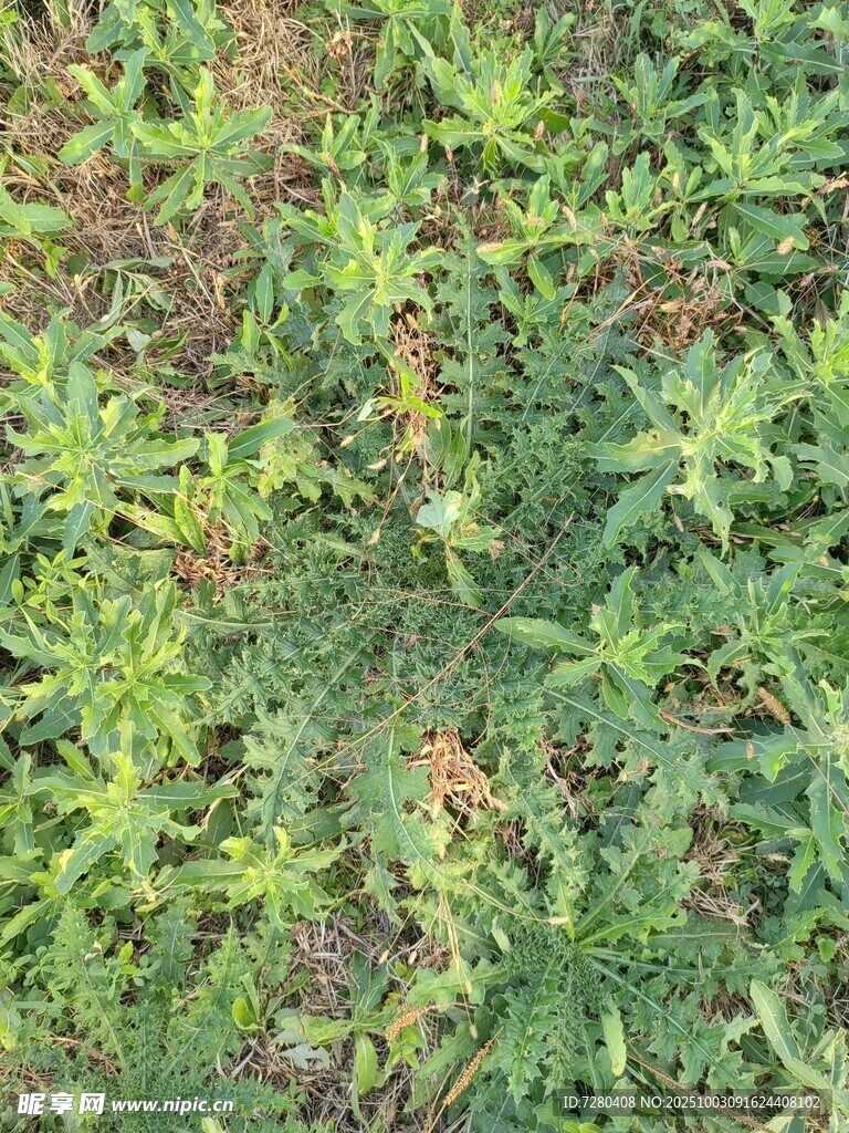 地面上的綠色植物群