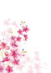 浪漫粉色櫻花花卉背景圖