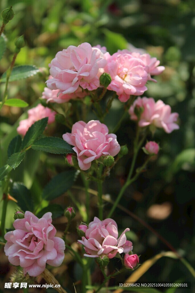 粉色薔薇綻放于綠葉間