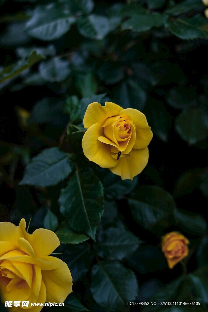 綻放的黃色月季花