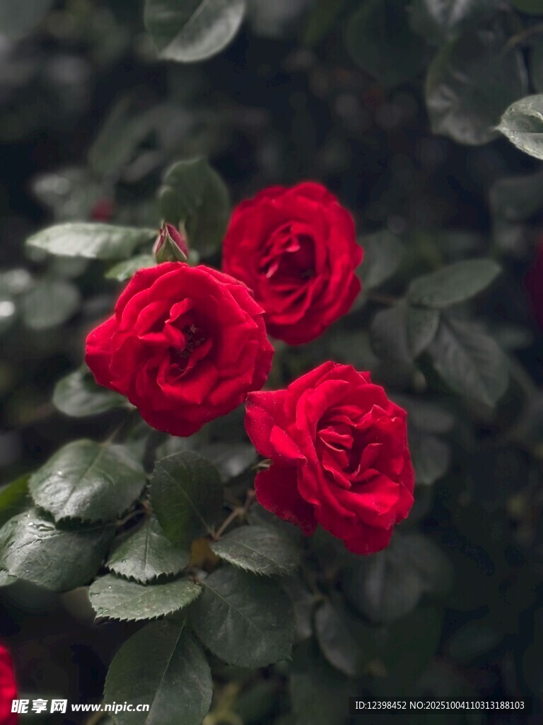 嬌艷紅玫瑰綻放綠葉間