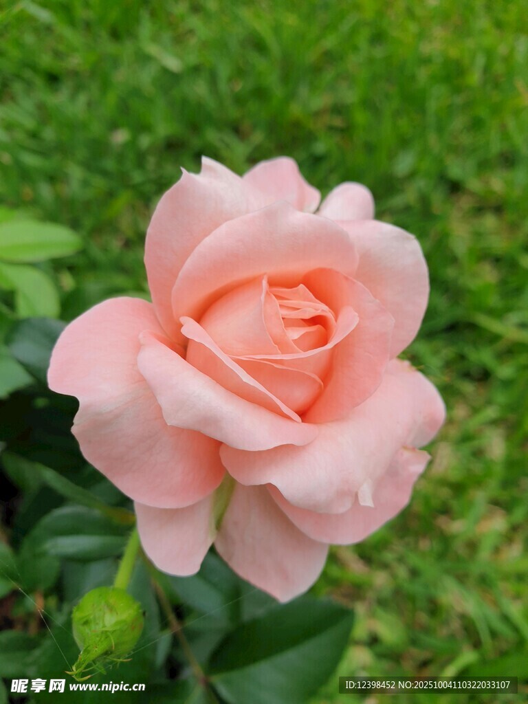 粉色嬌艷玫瑰綻放