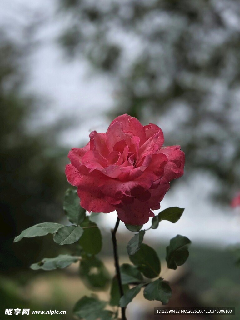 嬌艷紅玫瑰綻放