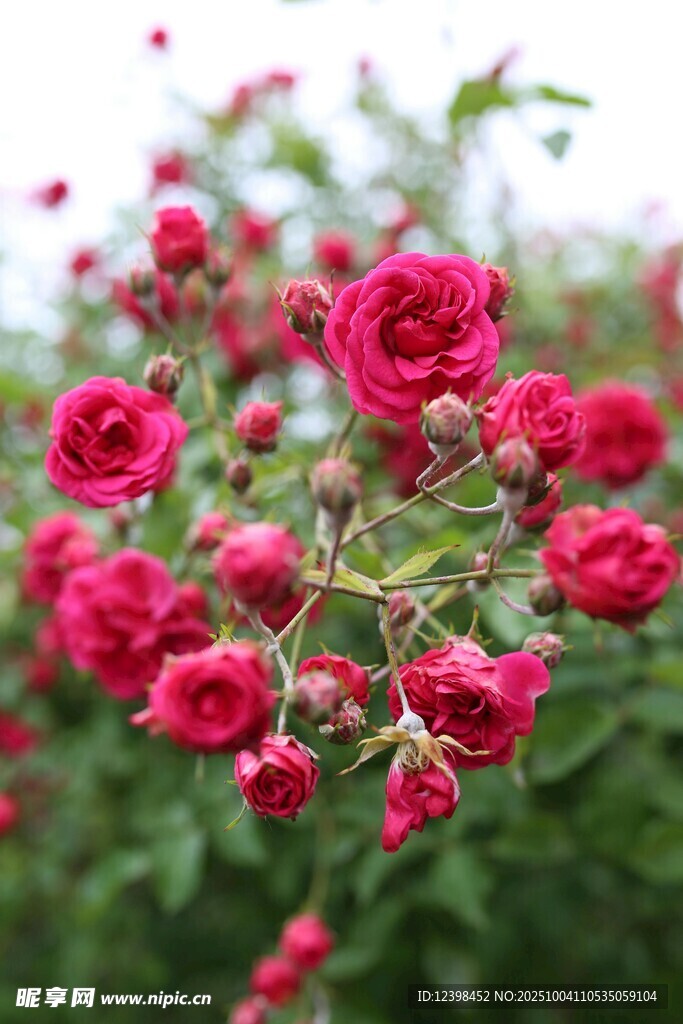 嬌艷紅薔薇綻放于枝頭