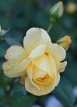 黃色嬌艷月季花