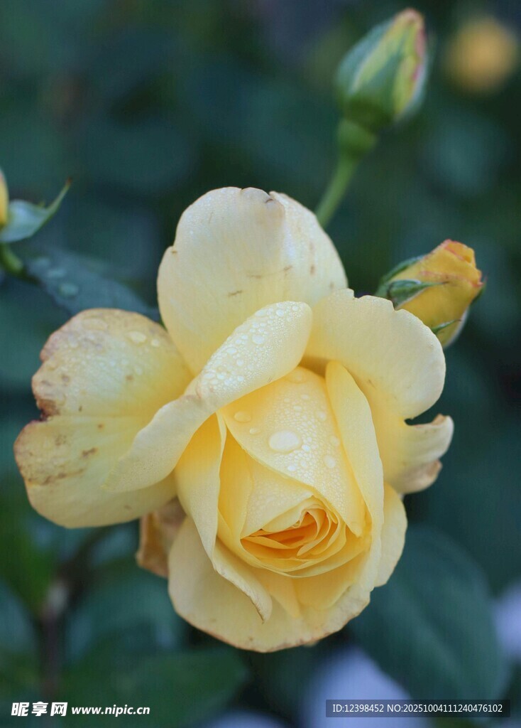 黃色嬌艷月季花