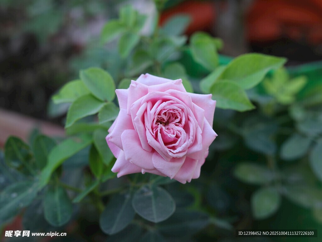 粉色嬌艷月季花
