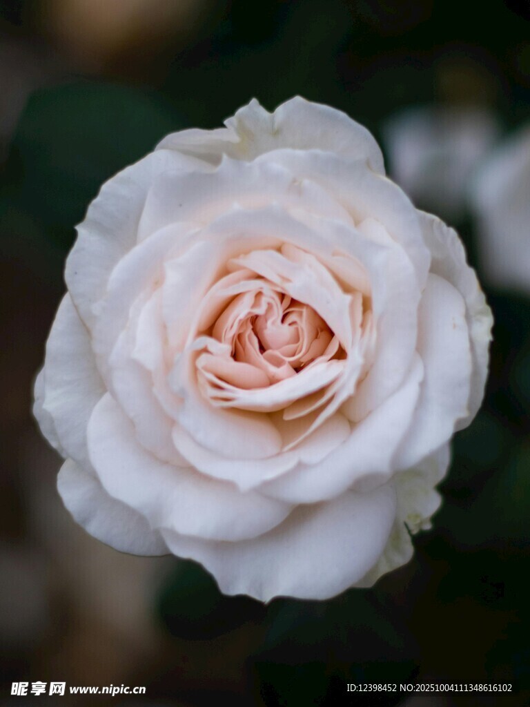 白色柔美綻放的玫瑰花