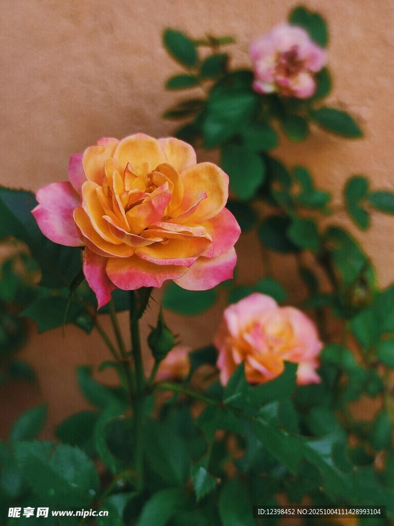 多彩嬌艷月季花綻放