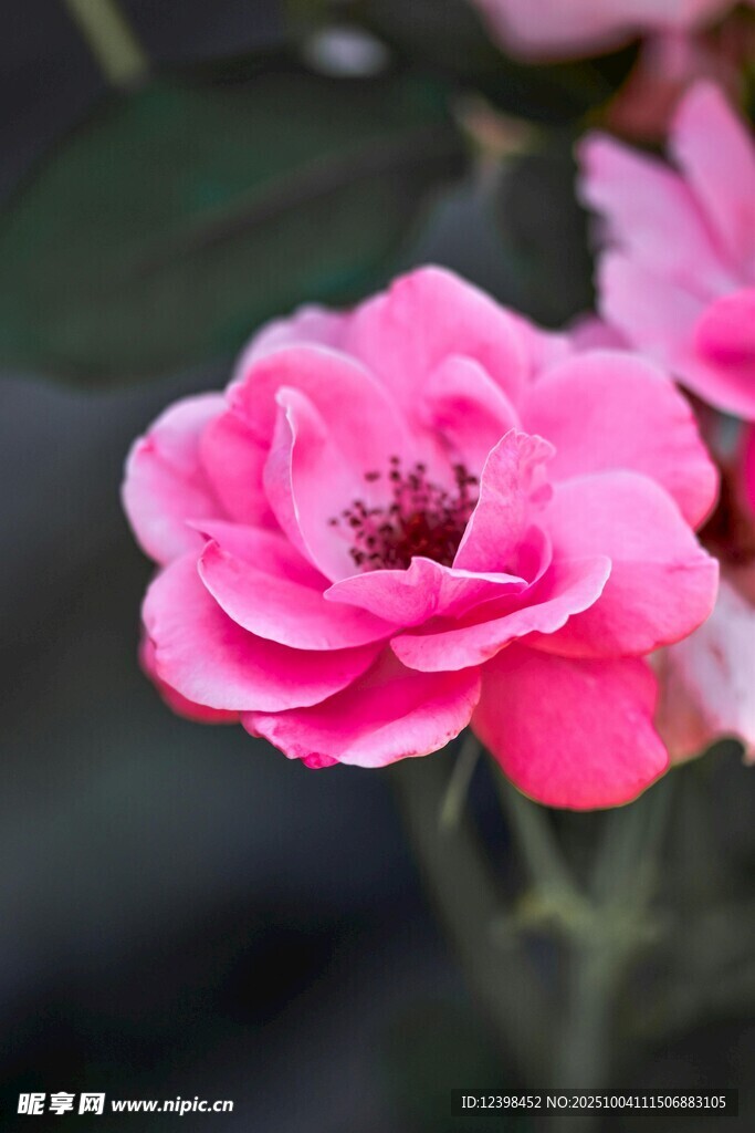 嬌艷粉色月季花