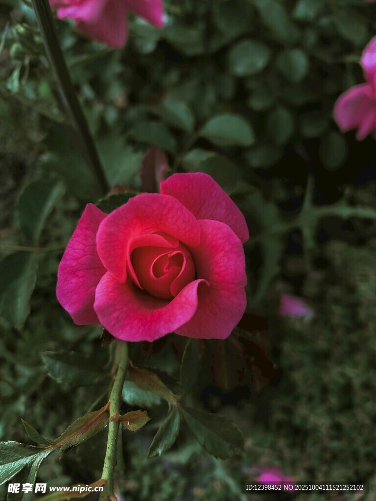 嬌艷玫紅花朵綻放