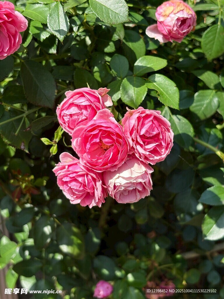 嬌艷粉色月季花綻放