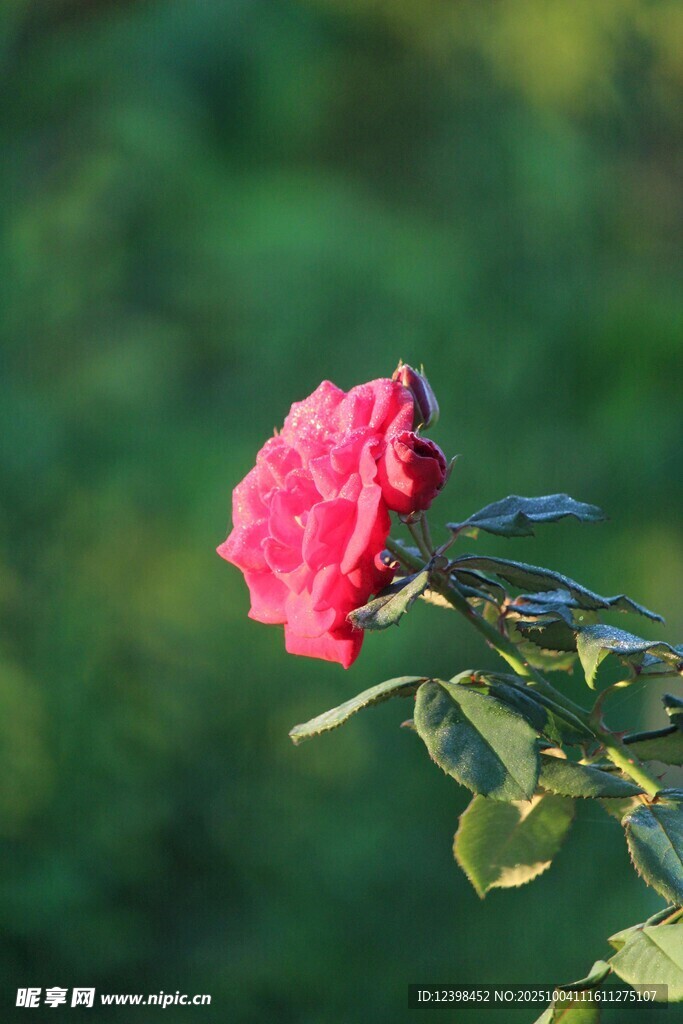 嬌艷紅玫瑰綻放于綠葉間