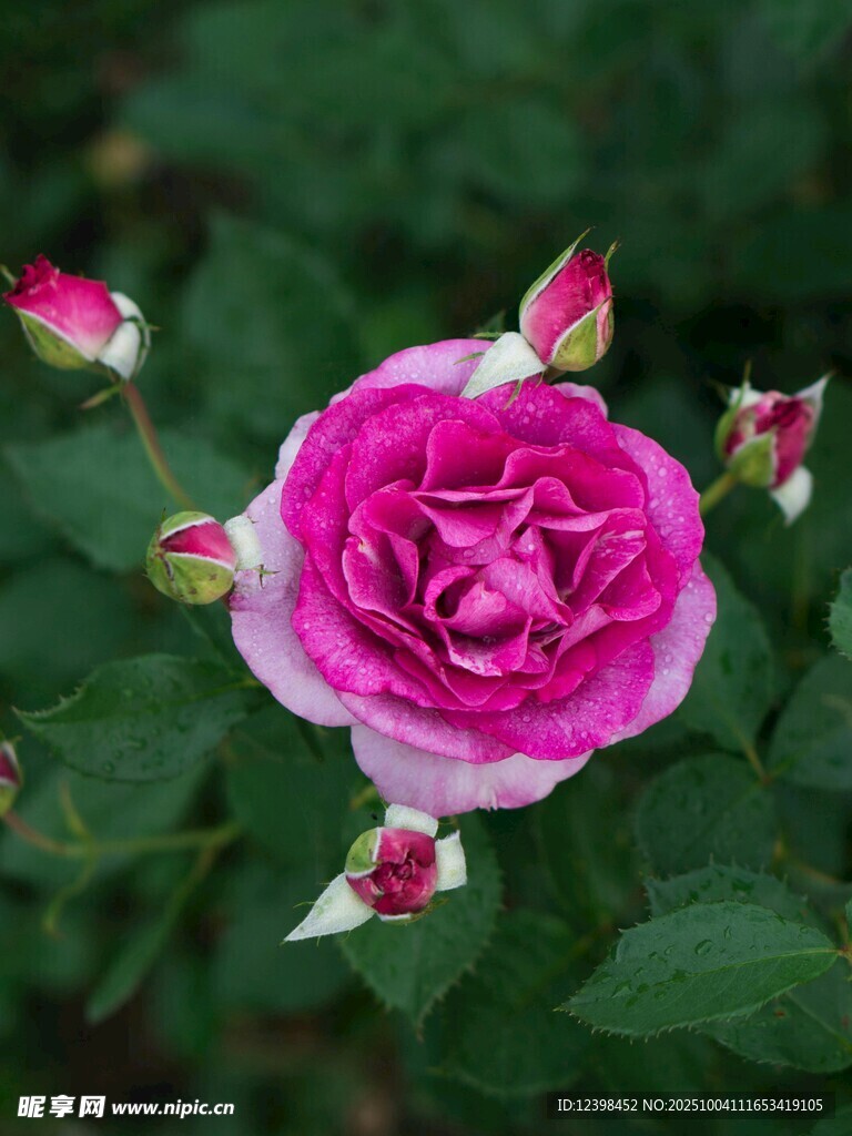嬌艷粉色月季花綻放