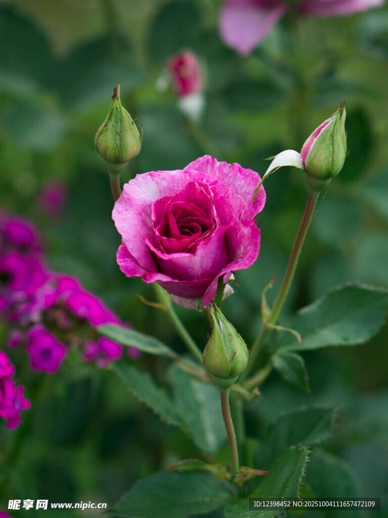 嬌艷綻放的粉色月季花