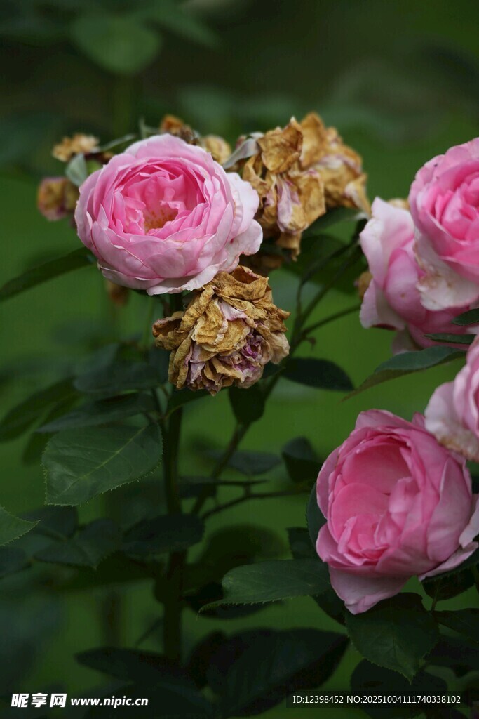 嬌艷薔薇綻放綠葉間