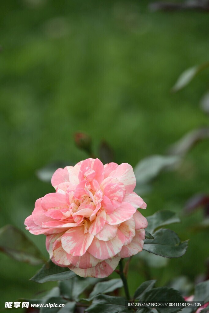 嬌艷粉色月季花