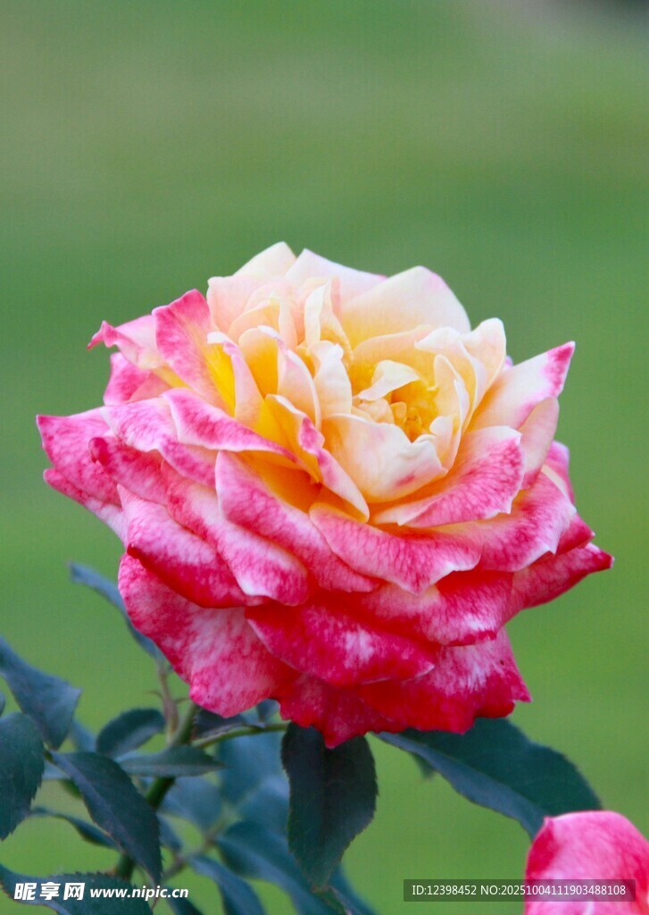 多彩漸變月季花