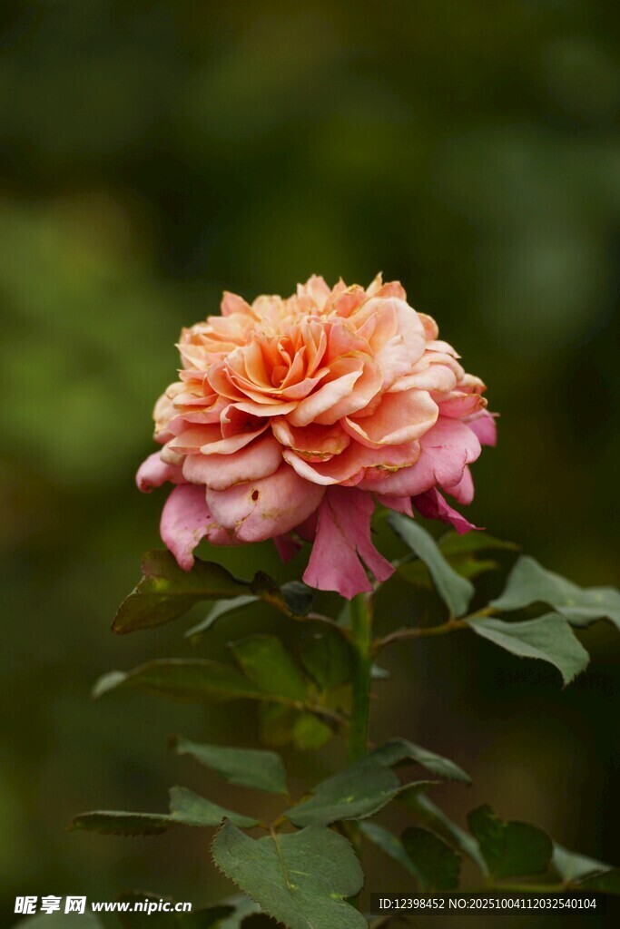 嬌艷粉色月季花綻放