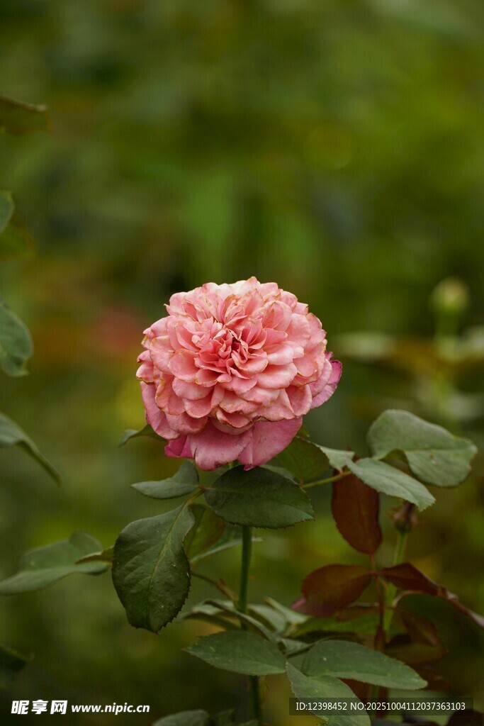 嬌艷粉色月季花