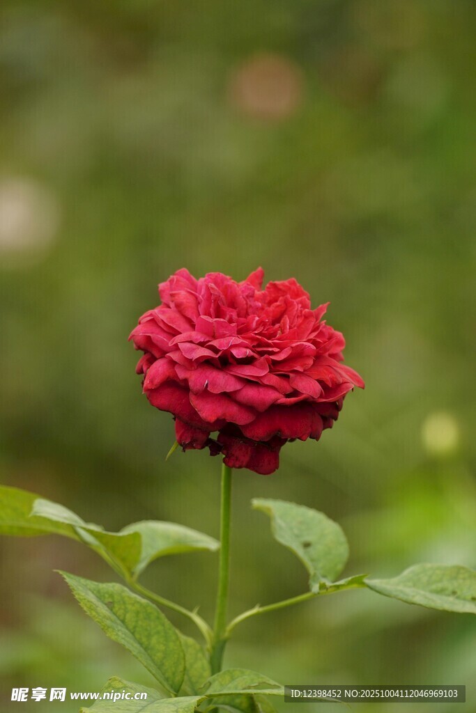 嬌艷紅玫瑰綻放綠葉間