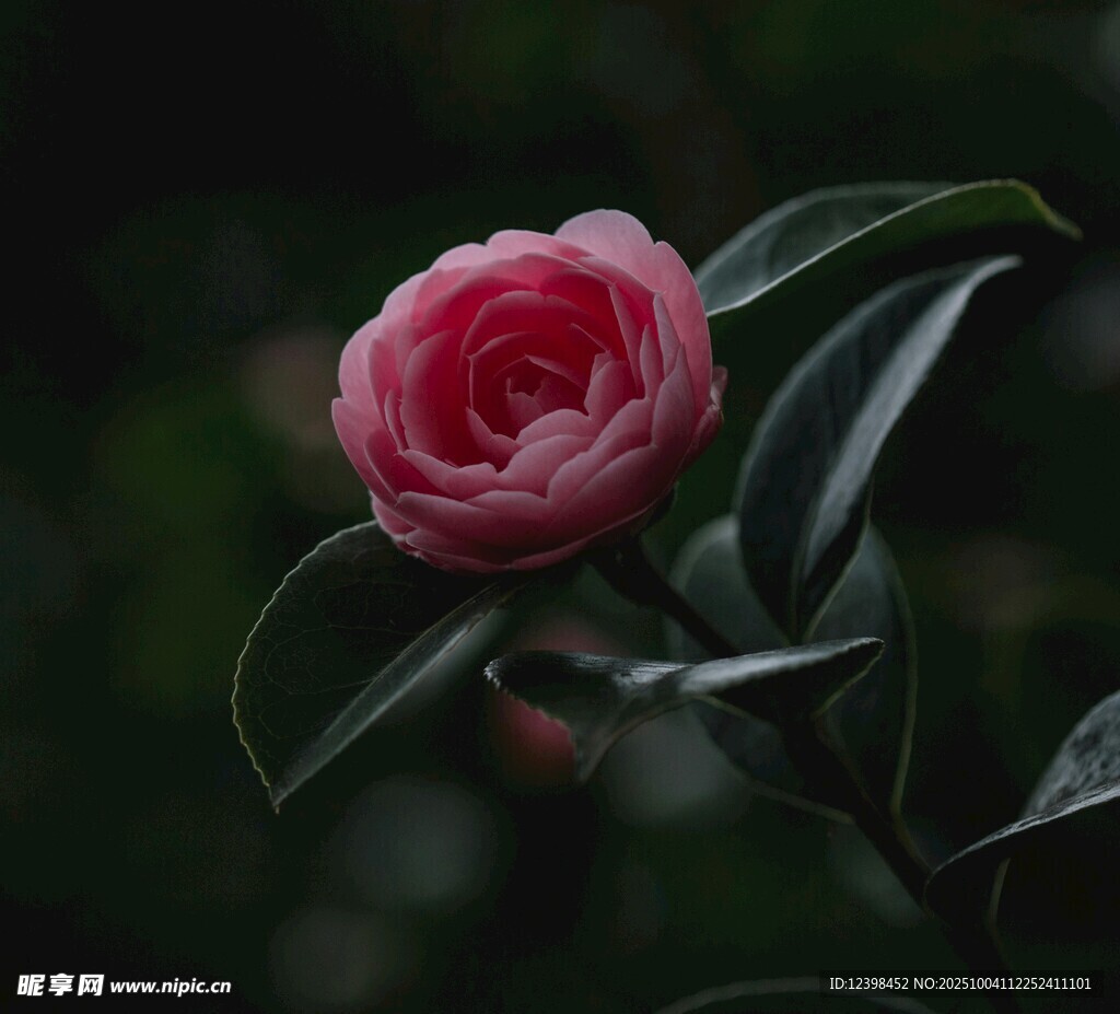 嬌艷山茶花綻放