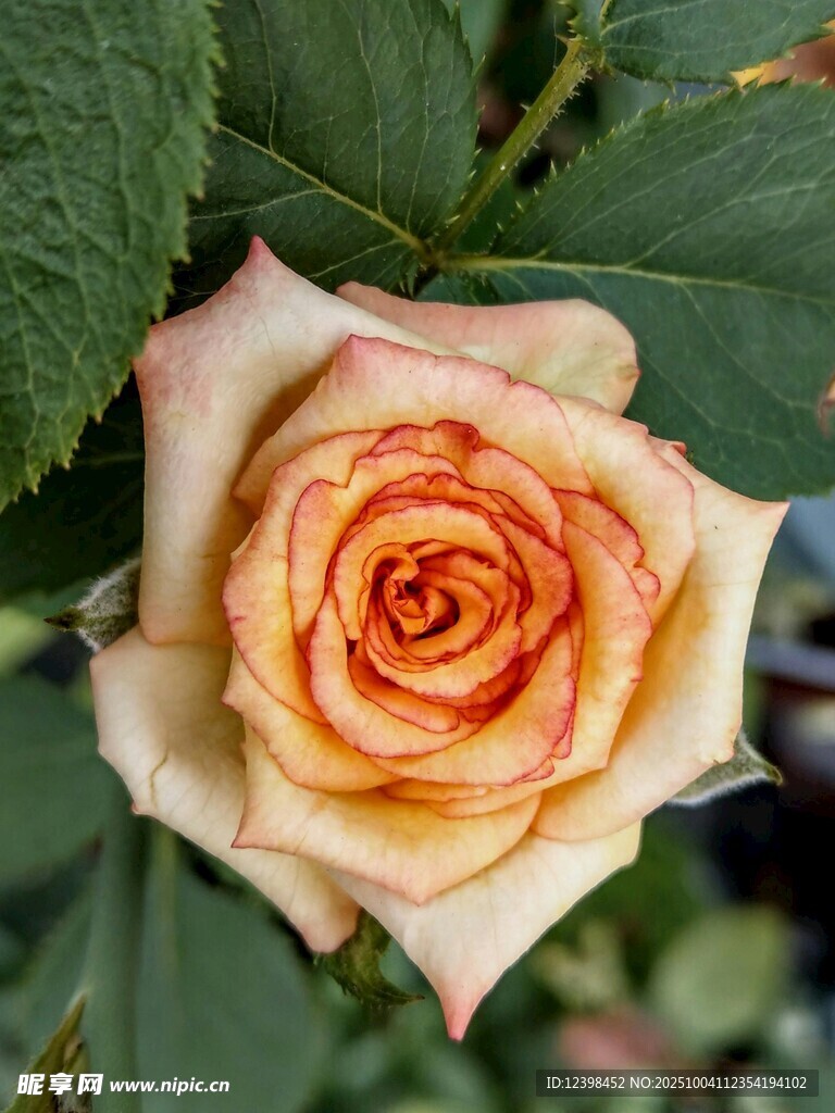 橙黃色漸變嬌艷玫瑰花