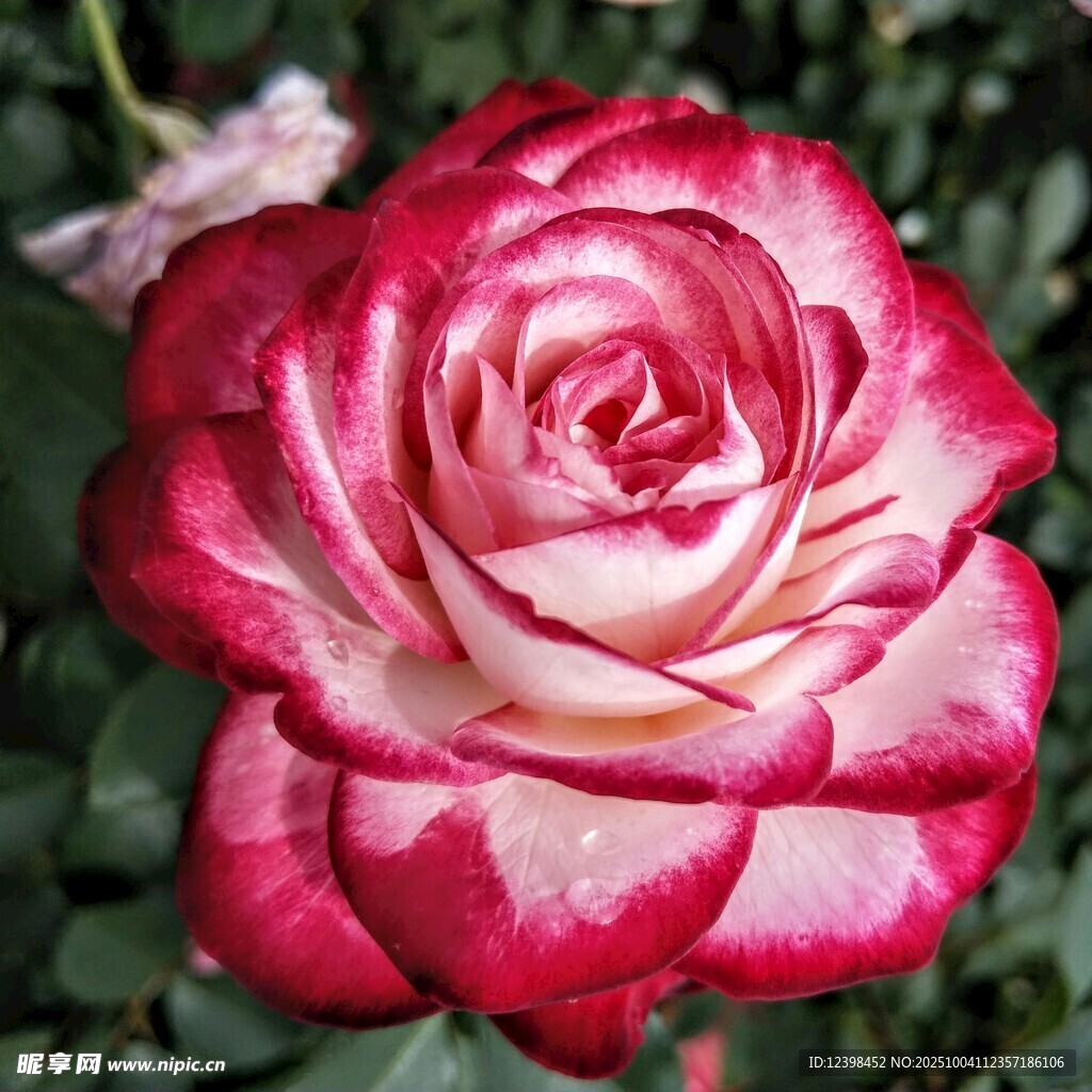 雙色嬌艷月季花