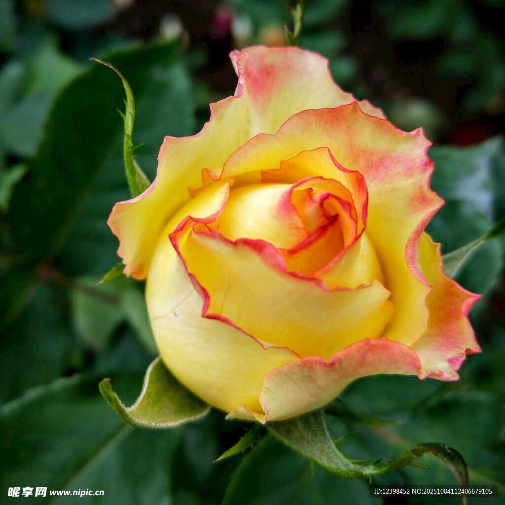 黃紅漸變嬌艷月季花