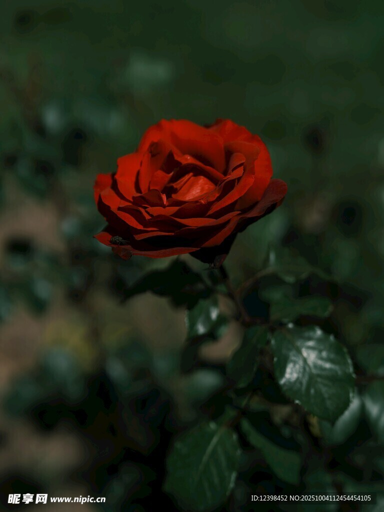 嬌艷紅玫瑰綻放