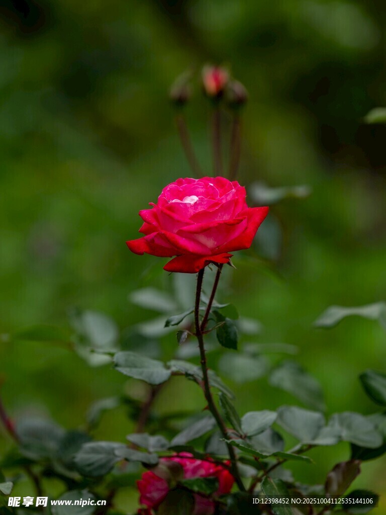 嬌艷紅玫瑰綻放于綠野