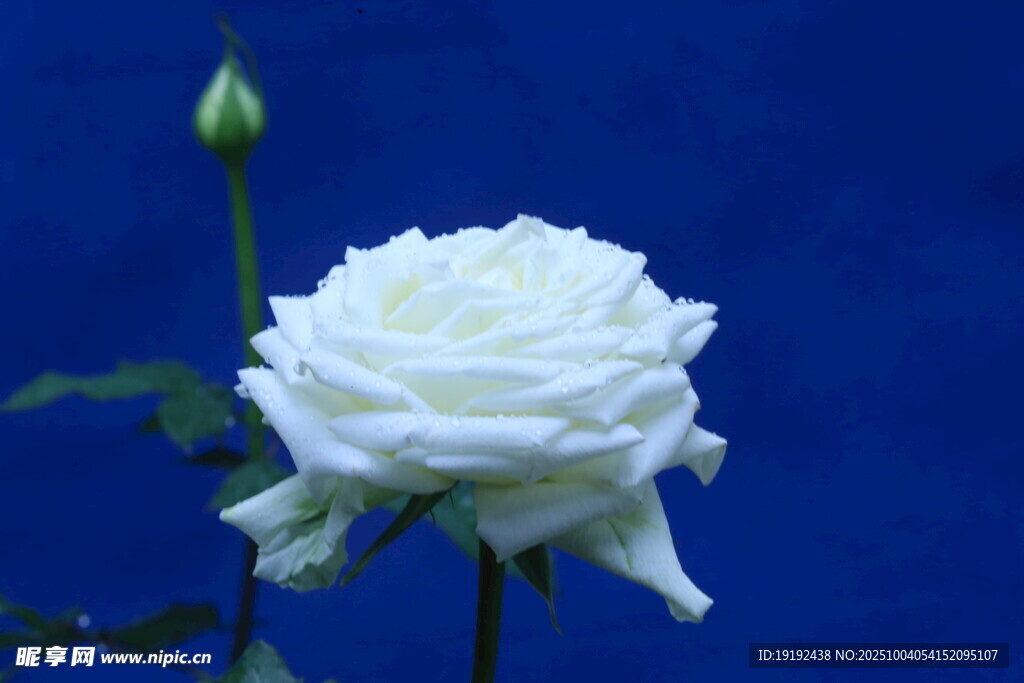 月季花  
