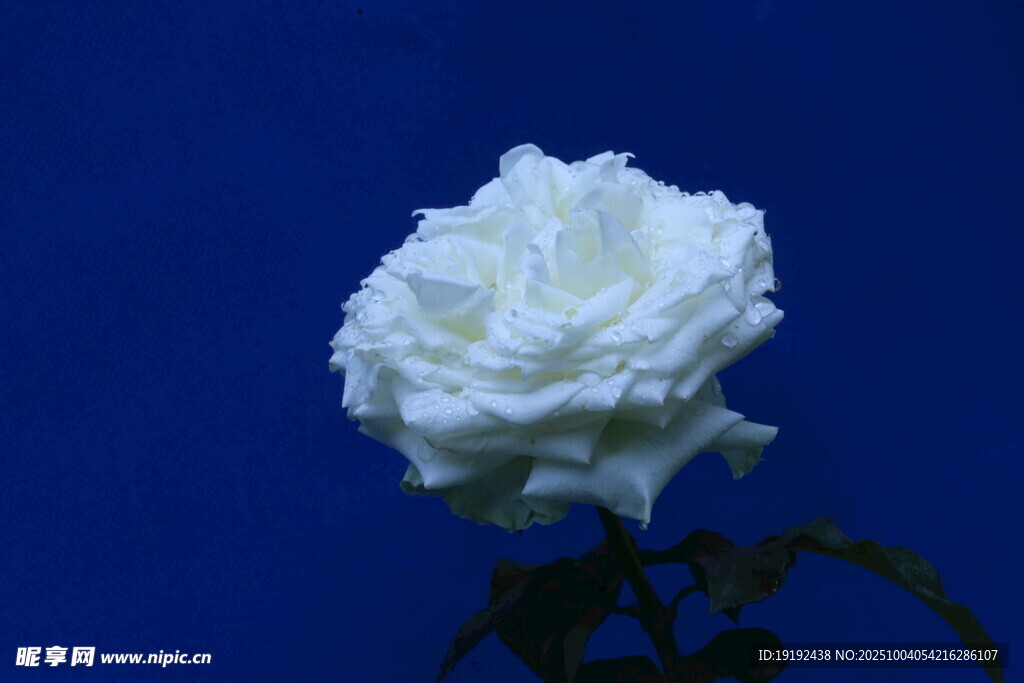 月季花  
