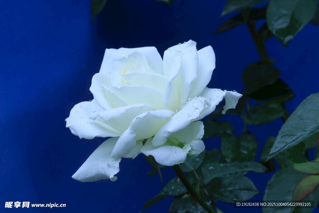 月季花  