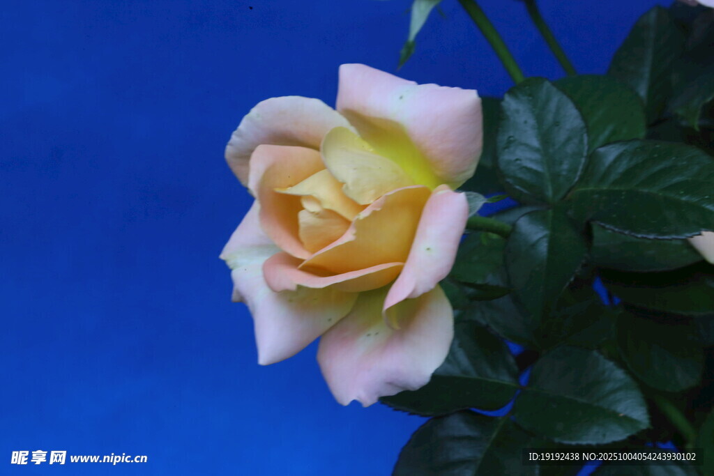 月季花  