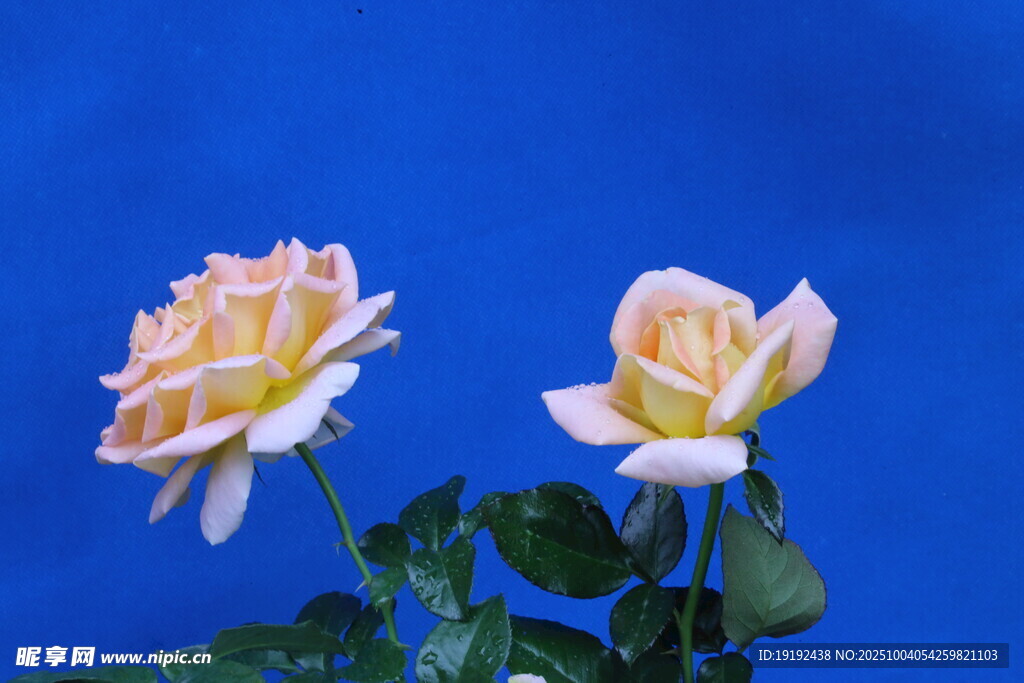 月季花 