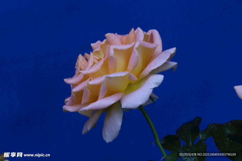 月季花  