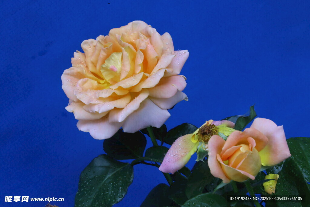 月季花  