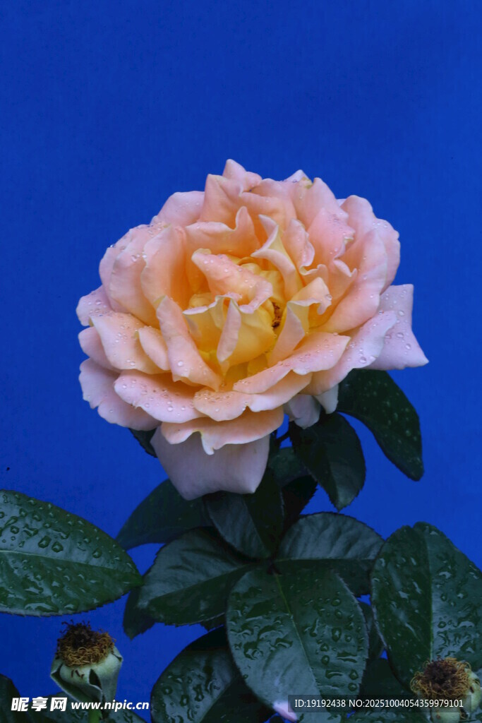 月季花  