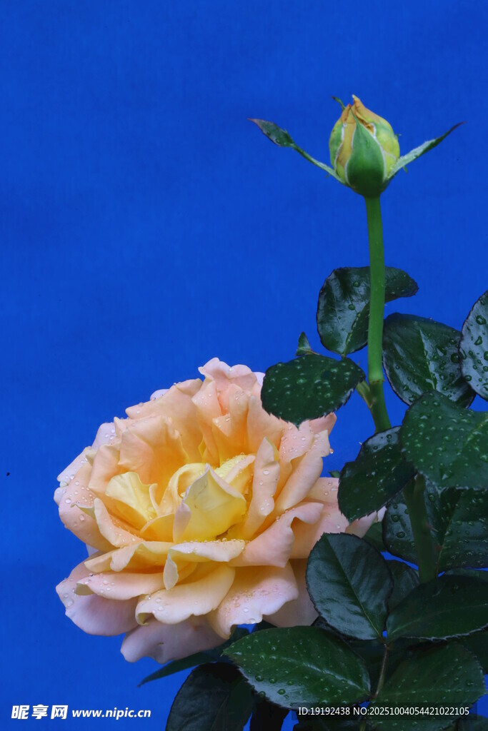 月季花  