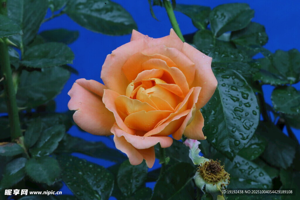 月季花  
