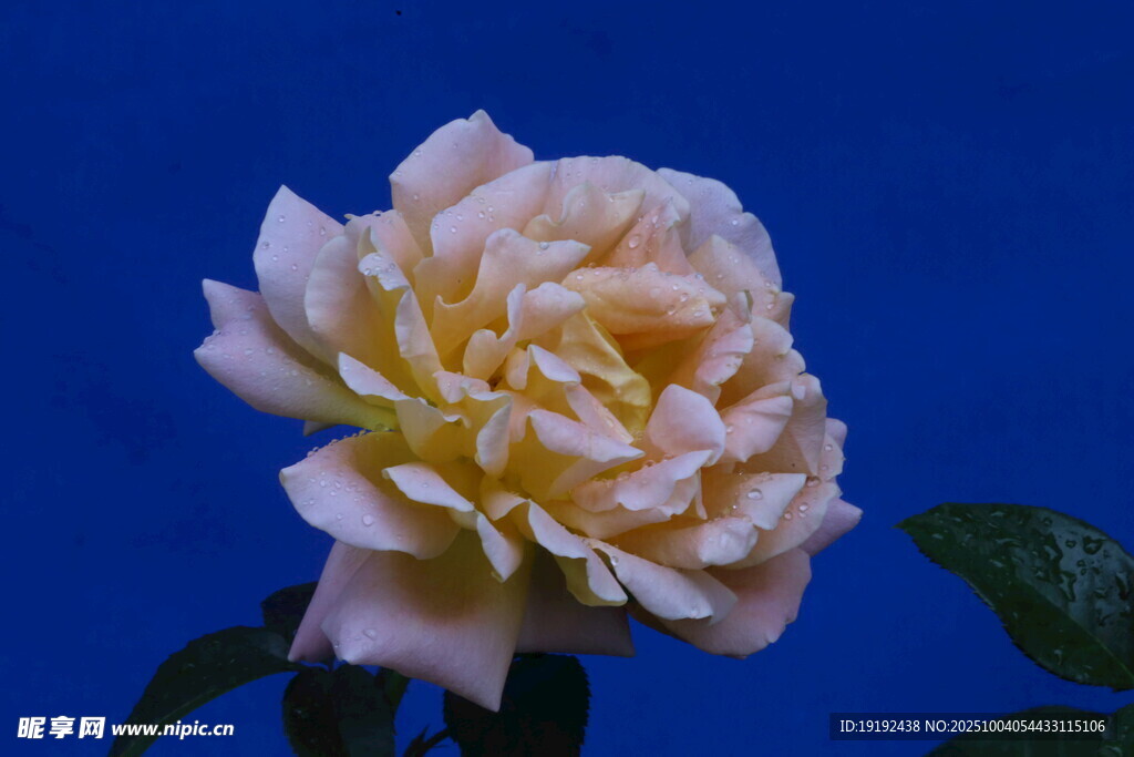 月季花  