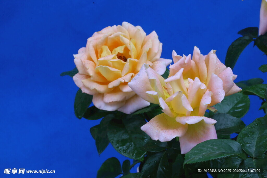 月季花 
