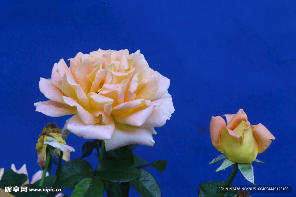 月季花  