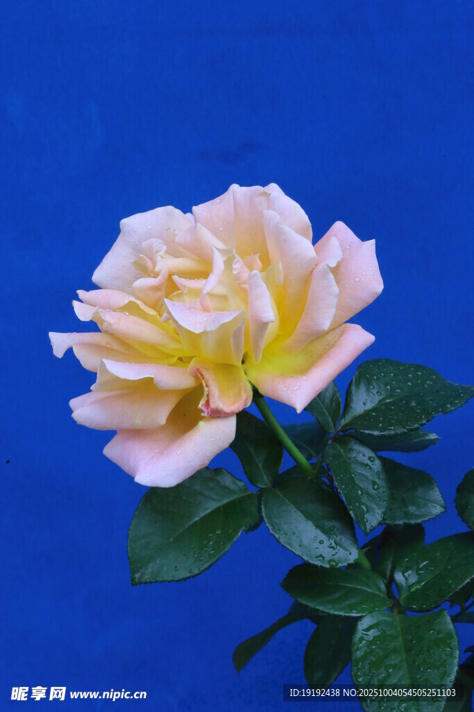 月季花  