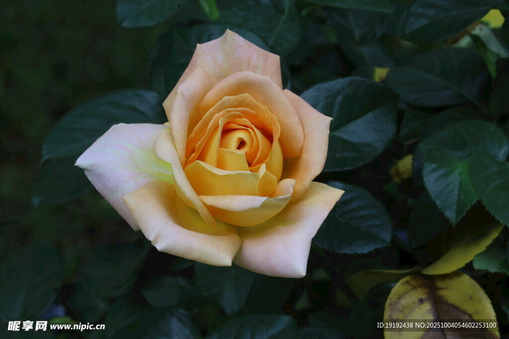 月季花  